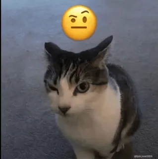 🤨 猫, 动物, 表情符号, 搞笑, 可爱, 表情包 whatsapp sticker