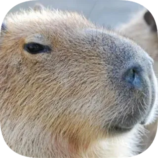 🙂 telegram sticker