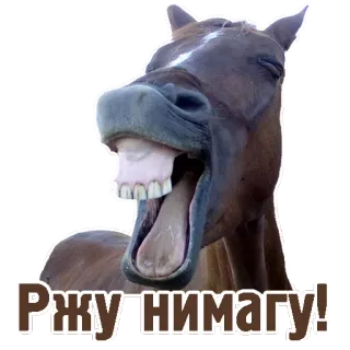 😂 Ржунимагу! cavallo, ridere, divertente, animale, meme, umorismo telegram sticker