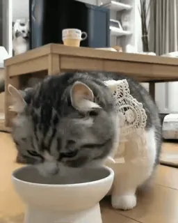 ๐ฝ cat, pet, drinking, bowl, animal, cute telegram sticker