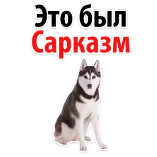 😿 Это был Сарказм dog, sarcasm, husky, russian, joke, irony telegram sticker