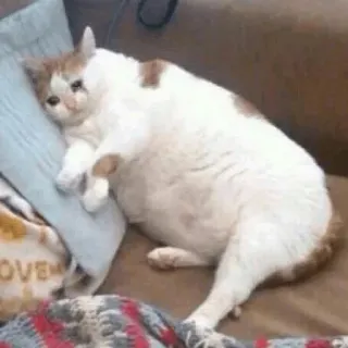 😭 猫, 動物, ペット, 悲しい, 横たわる, 枕 telegram sticker