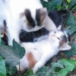 🪦 cat, kitten, animals, pets, cute, mother, family telegram sticker