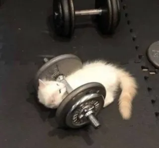 💪 猫, 子猫, ウェイト, ジム, 運動, フィットネス, ダンベル, ワークアウト whatsapp sticker