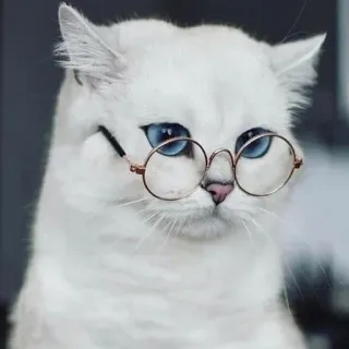🐾 gato, óculos, animal de estimação, animal, fofo, gato branco, olhos azuis telegram sticker