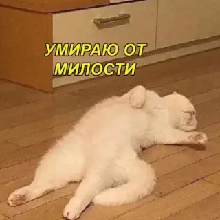 💘 УМИРАЮ ОТ МИЛОСТИ แมว, น่ารัก, ตลก, นอนหลับ, น่าเอ็นดู whatsapp sticker