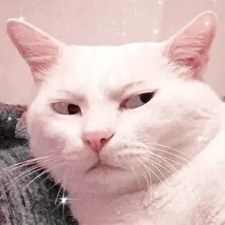 🐱 고양이, 동물, 흰 고양이, 애완 동물, 귀여운, 밈, 웃긴 telegram sticker