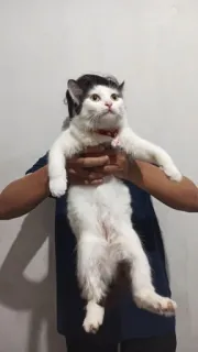 🌟 猫, 宠物, 动物, 家畜, 哺乳动物, 白猫 telegram sticker