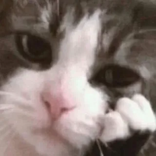 😔 kot, kociak, zwierzę domowe, zwierzę, słodki whatsapp sticker