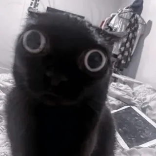 🐈‍⬛ Katze, Haustier, Tier, schwarze Katze, große Augen, lustig, süß telegram sticker