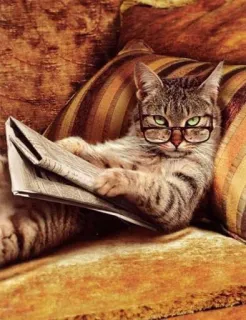 🤓 gato, jornal, óculos, lendo, animal, gato doméstico whatsapp sticker