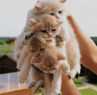🤔 Katzen, Kätzchen, süß, Tiere, Stapel, Haustiere telegram sticker