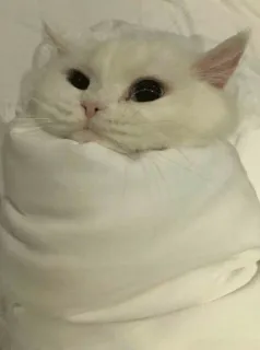 🌝 고양이, 흰 고양이, 귀여운, 동물, 애완 동물, 포장된 telegram sticker