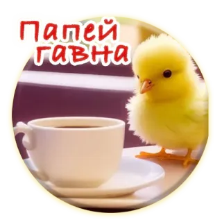 ☕️ Папей гавна цыплёнок, птица, кофе, чашка, русский, оскорбительный, обидный telegram sticker