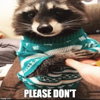 🙏 PLEASE DON'T mapache, suéter, animal, lindo, meme, Por favor, no whatsapp sticker