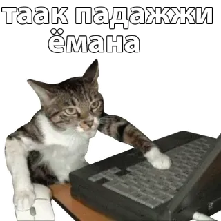 ☝ таак падажжи ёмана cat, computer, typing, animal, meme whatsapp sticker