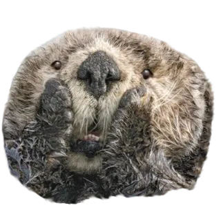 😱 rái cá, động vật, động vật có vú, dễ thương, rái cá biển, động vật hoang dã telegram sticker