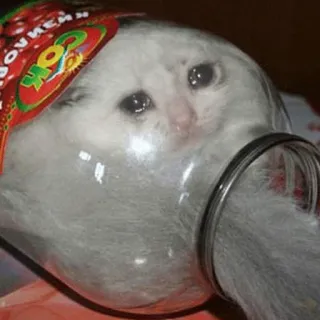 😭 Cok kucing, meme, lucu, toples telegram sticker
