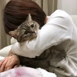 🤲 gato, mascota, animal, abrazo, lindo whatsapp sticker