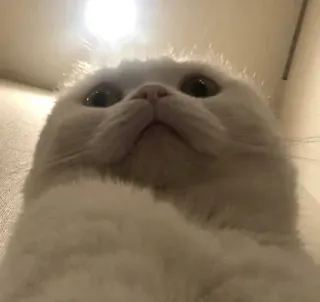 🍥 gato, gato branco, animal, fofo, animal de estimação telegram sticker