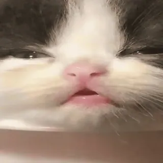 🤤 gato, gatinho, animal, fofo, animal de estimação, felino telegram sticker