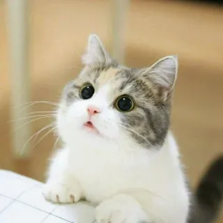 😊 gatto, gattino, carino, animale, animale domestico, domestico, felino whatsapp sticker