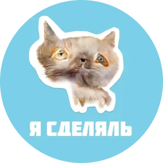 🙂 Я СДЕЛЯЛЬ gatto, meme, divertente, animale whatsapp sticker