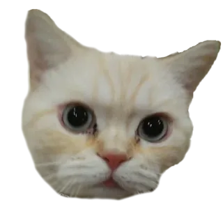 😶 kucing, hewan, meme, hewan peliharaan, lucu, kocak, stiker whatsapp sticker