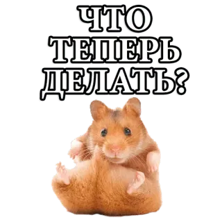 🐹 ЧТО ТЕПЕРЬ ДЕЛАТЬ? hamster, meme, rusia, pertanyaan, lucu, imut telegram sticker