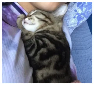 ☺️ gato, gatinho, dormindo, animal, animal de estimação, fofo, tigrado telegram sticker
