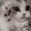 🐱