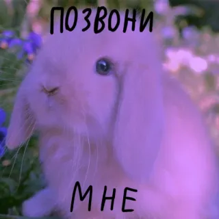 🐰 ПОЗВОНИ
МНЕ lapin, lapinou, mignon, appelle-moi, animal, animal de compagnie whatsapp sticker