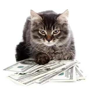 🐱 gato, dinero, efectivo, riqueza, animal, gato doméstico telegram sticker