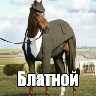 😎 Блатной horse, suit, Russian, meme, funny, animal telegram sticker