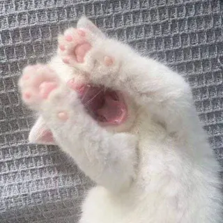 🤧 猫, 小猫, 打哈欠, 可爱, 动物, 白猫 telegram sticker