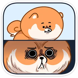 😧 개, 귀여운, 웃긴, 밈, 주황색, 동물, 만화 telegram sticker