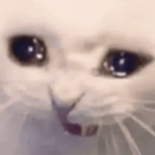 😭 gato, llorando, meme, triste, enojado, animal whatsapp sticker