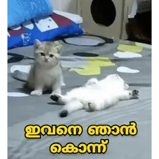 😐 ഇവനെ ഞാൻ കൊന്നു cats, kittens, sleeping, funny, animals telegram sticker