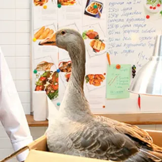 🦆 oca, scatola, uccello, cucina telegram sticker