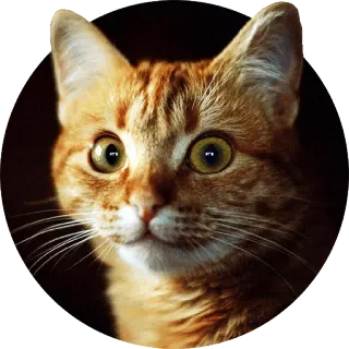 😊 cat, animal, pet, orange cat, domestic cat, feline telegram sticker