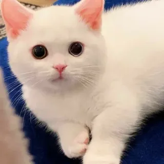 🐾 cat, white cat, kitten, cute, animal, pet, domestic cat telegram sticker