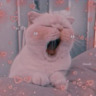 💖 gatto, gattino, sbadiglio, carino, cuori, adorabile, rosa telegram sticker