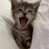 🐱