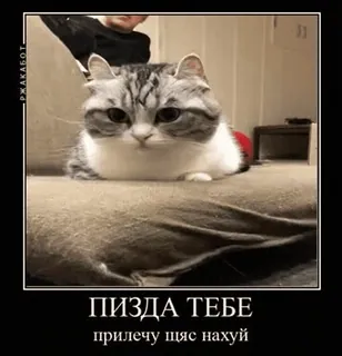 🌟 ПИЗДА ТЕБЕ
прилечу щас нахуй แมว, มีม, หยาบคาย, รัสเซีย, สัตว์ whatsapp sticker