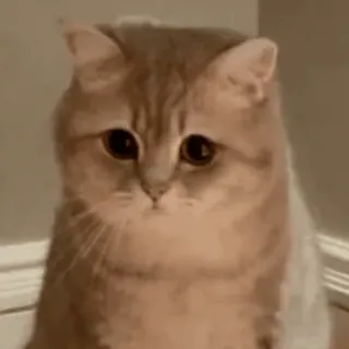 ⭐ 猫, 伤心猫, 可爱, 宠物, 动物 whatsapp sticker
