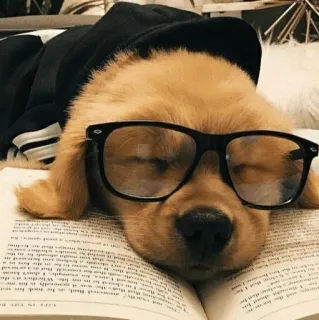 🔆 Hund, Brille, Welpe, süß, Buch, Lesen whatsapp sticker