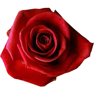 🌸 Rosa, Flor, Vermelho, Natureza, Floral, Planta, Amor, Romântico telegram sticker