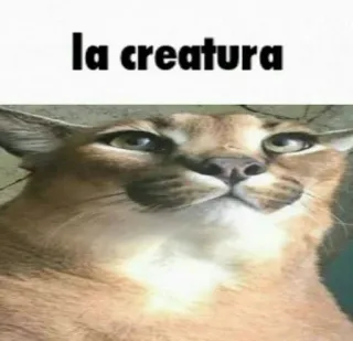 🐱 la creatura Katze, Meme, Floppa, Tier, Lustig telegram sticker