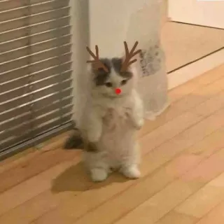🤩 cat, kitten, reindeer, christmas, holiday, cute, pet telegram sticker