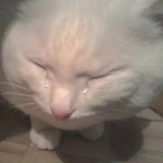😭 猫, 泣く, 悲しい, 涙, 動物, ペット, ミーム telegram sticker